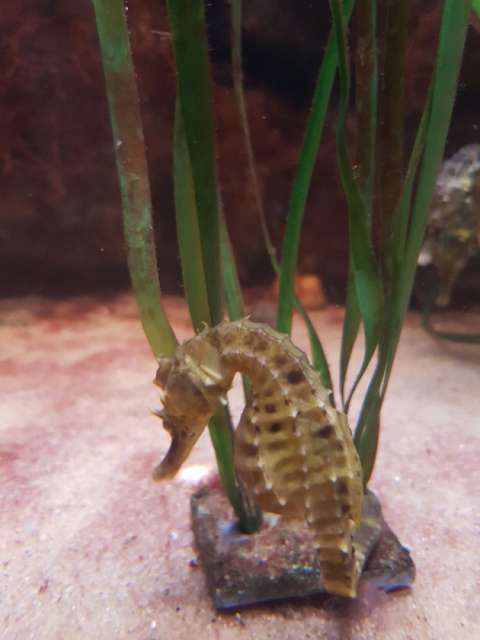  the seahorse is ashamed to look into the camera ... 