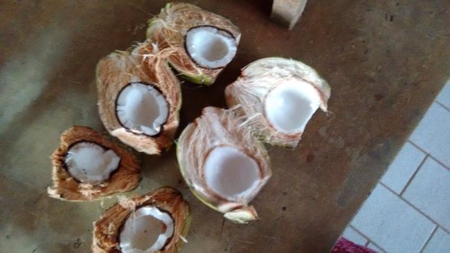 Geknackte Kokosnüsse