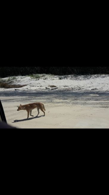 First dingo sight after 2 minutes on the island