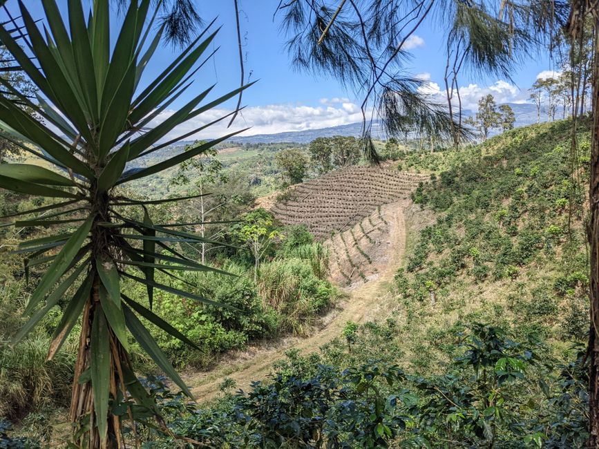 Stage 9: Coffee plantations and obstacles