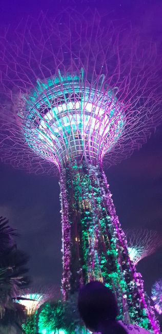 Singapour & Cairns