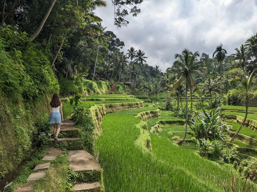 Wandern durch die Reisterasse