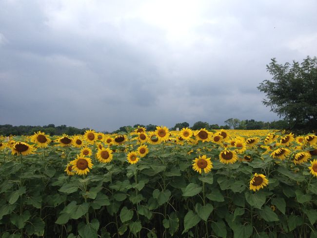 Sonnenblumenlabyrinth in Mason