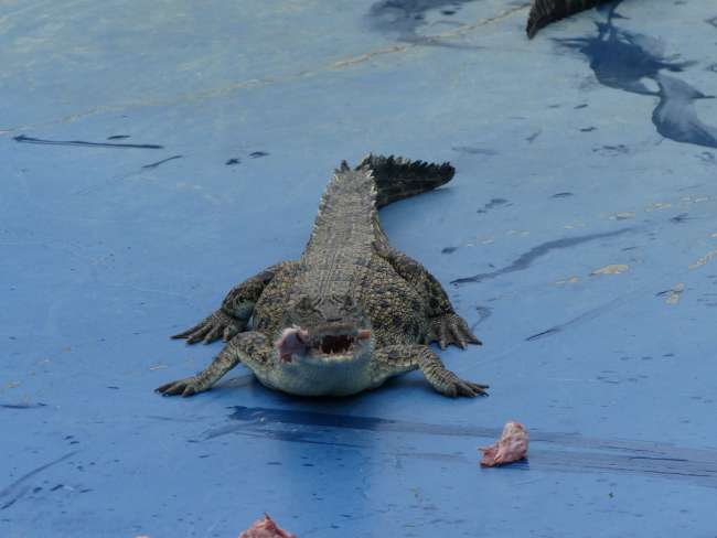 Junges Krokodil beim Fressen