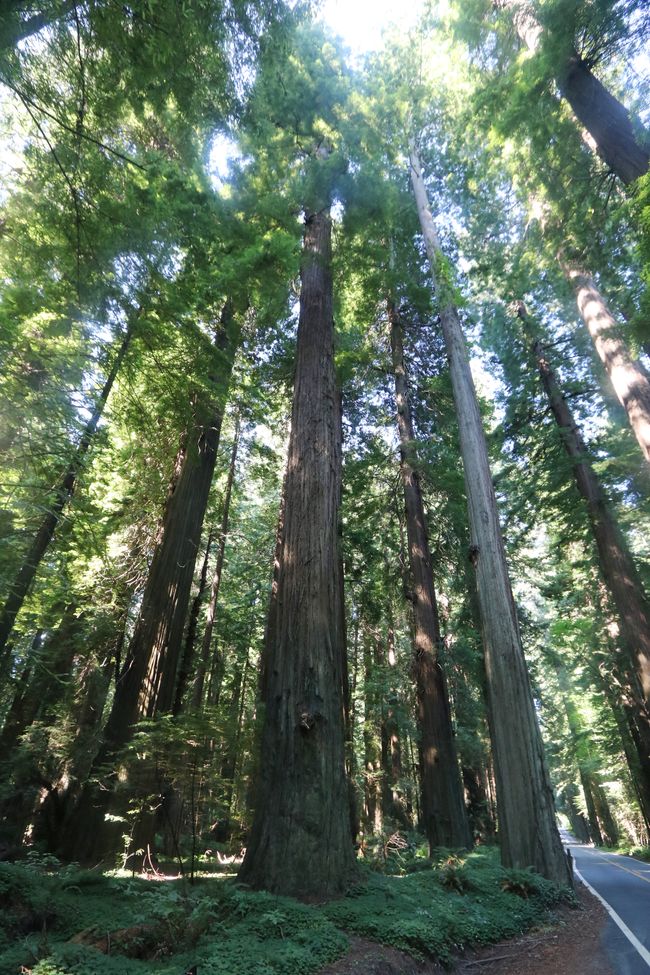 "Avenue of the Giants" - encara més gegants d'arbres 😉 a Califòrnia