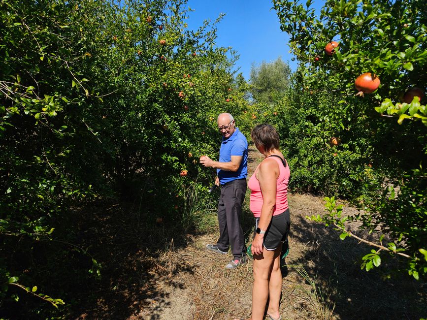 Sinan & Marion ernten Granatäpfel