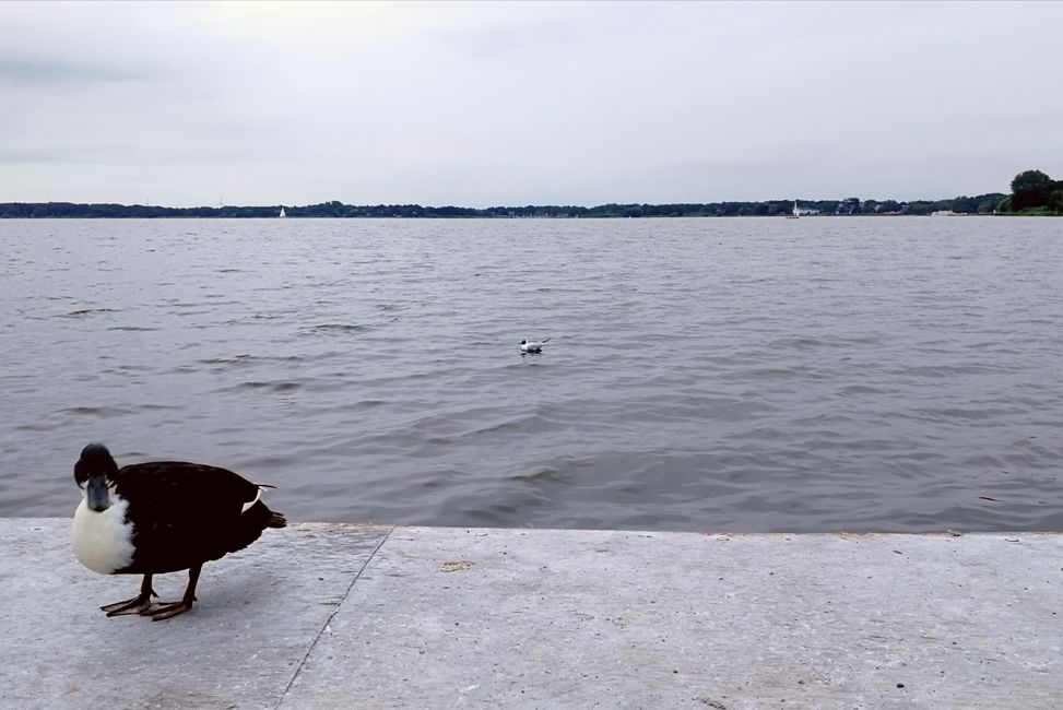 Evening at Lake Zwischenahner Meer 🦆💙 #hugelake #ducks #talkingforhours