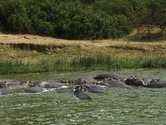 Hippos Kizanga Channel
