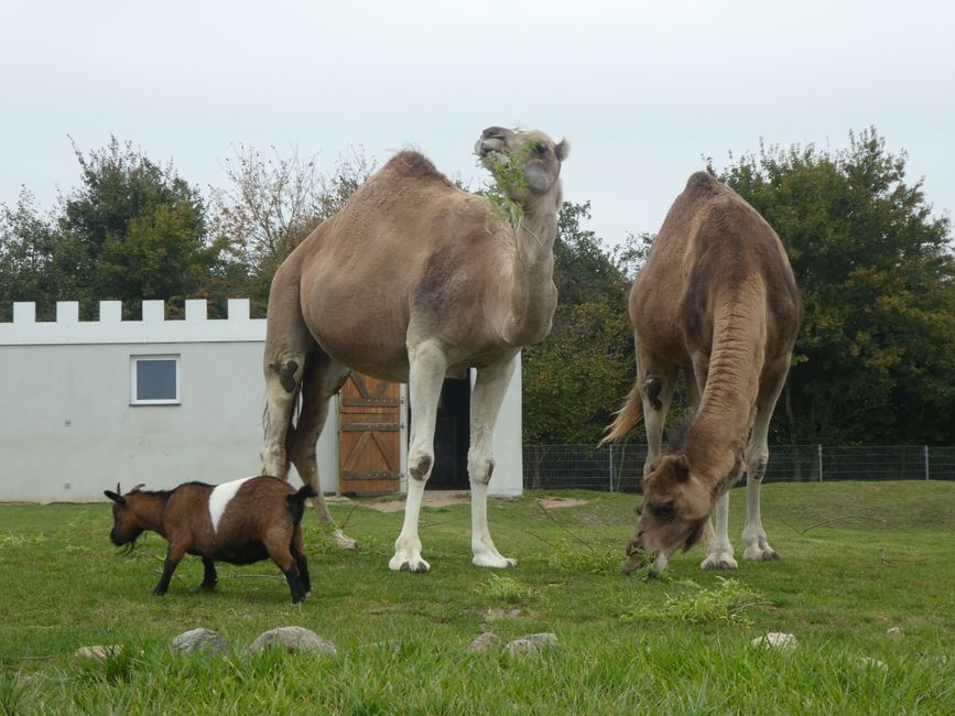 Camels in Tigerpark Dassow