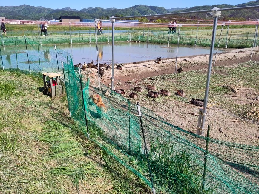 Ducks and chickens in the rice field