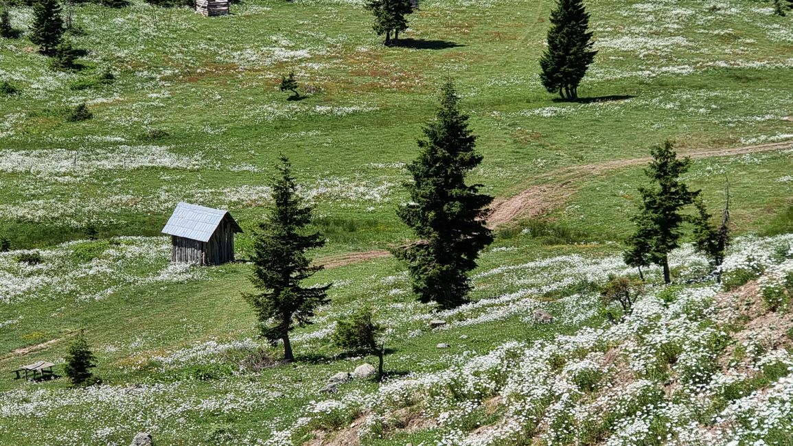 Idyllic Alpine Pasture