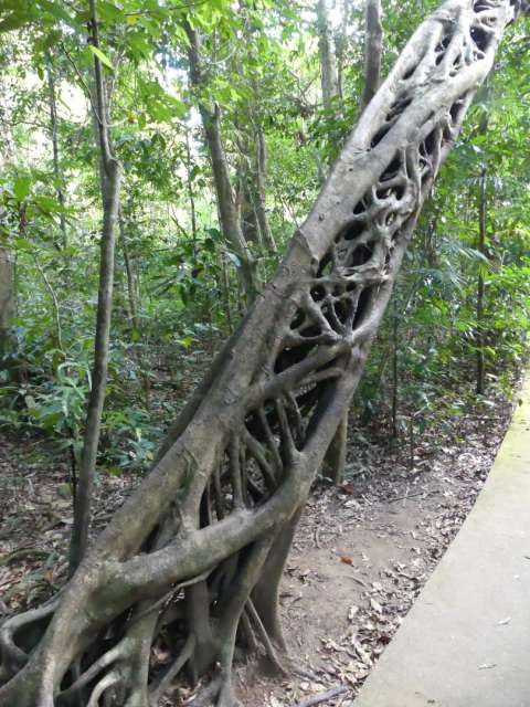 Cool banyan tree