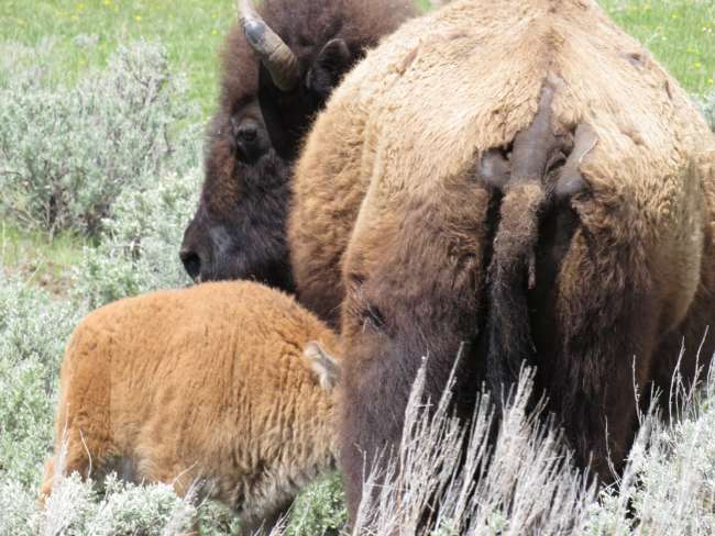 Tag 8: Yellowstone NP, Canyon, enzizi z’amazzi agookya eza Mammoth, ekiwonvu kya Lamar und Grizzly