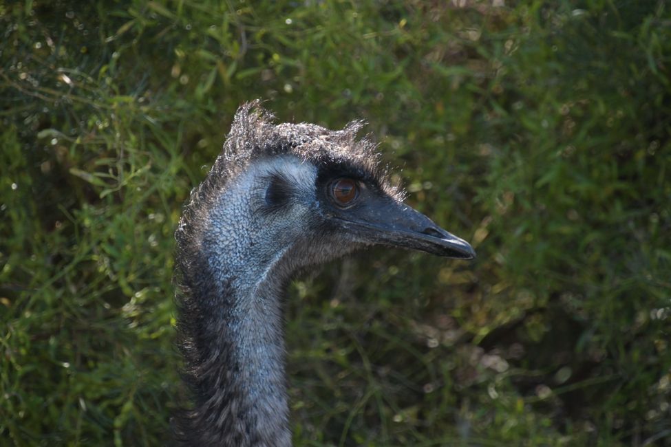 Emu im Coffin Bay NP