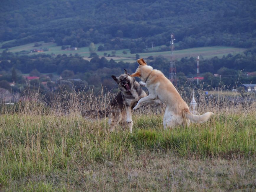 Karma and Kifli wrestling in the hills every evening.
