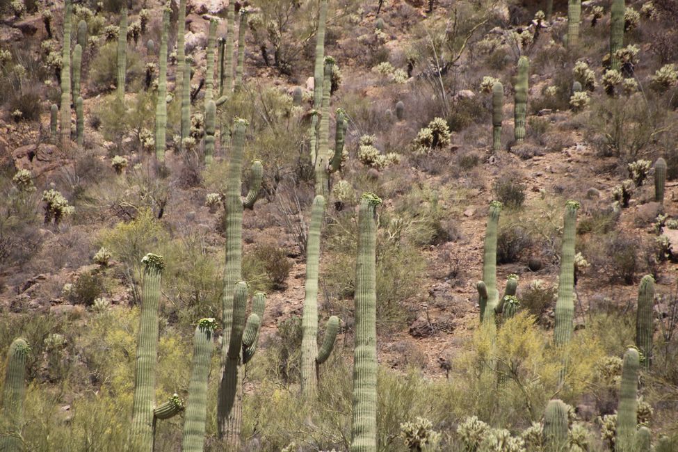 Do you like cacti? There are some in Saguaro National Park ...