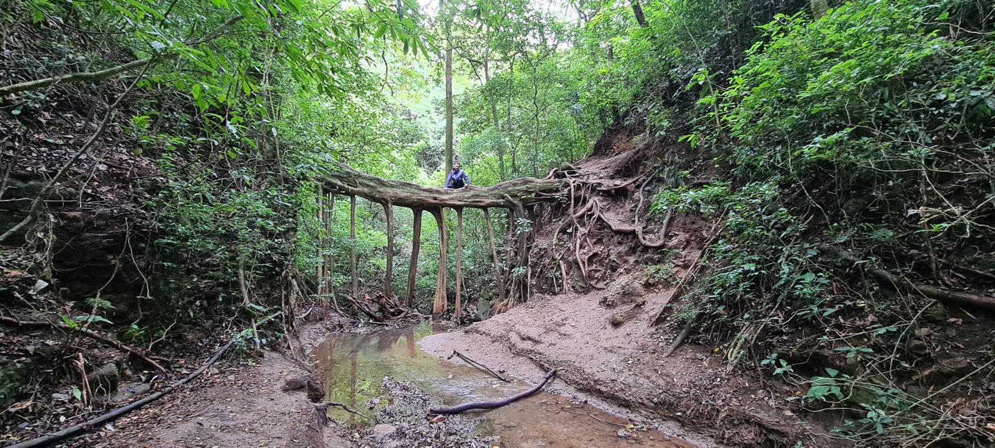 Ficus Bridge II
