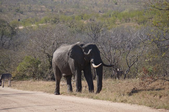 Zurück aus dem Busch - der Kruger Nationalpark