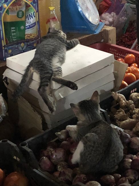 Katzen auf dem Gemüse 
