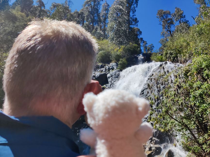 Travis trifft Koala-Bären in Australien