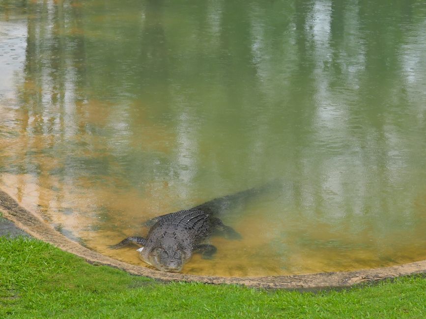 Saltwater crocodile...