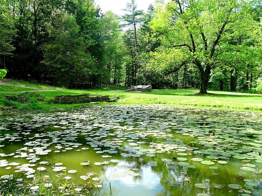 The Lily Pond at Watkins Glen