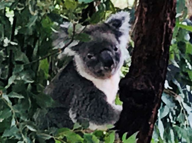 Southern Koala