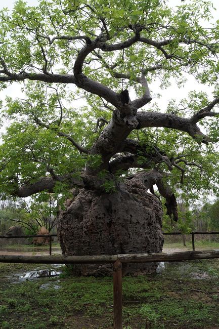 Baobab prison tree