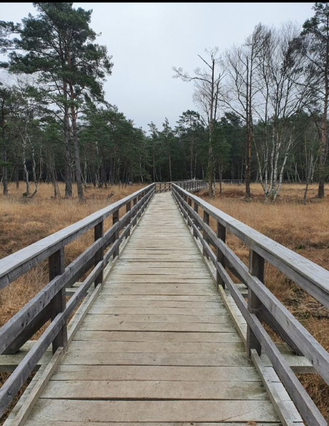 Tag- und Nebelaktion Wandern im Moor