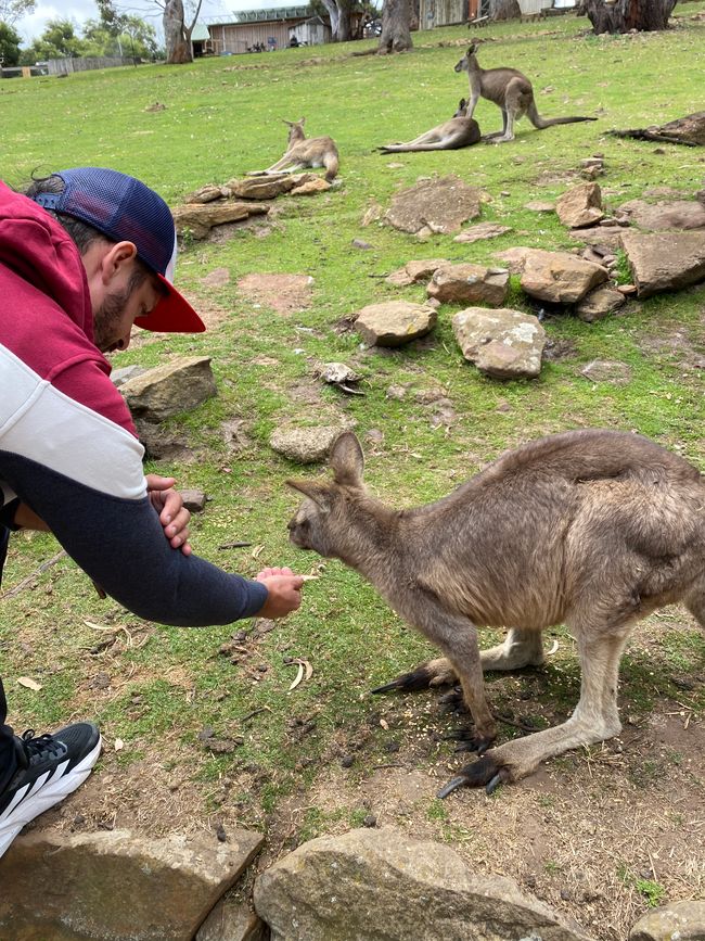 Dennis versucht das Känguru zu füttern