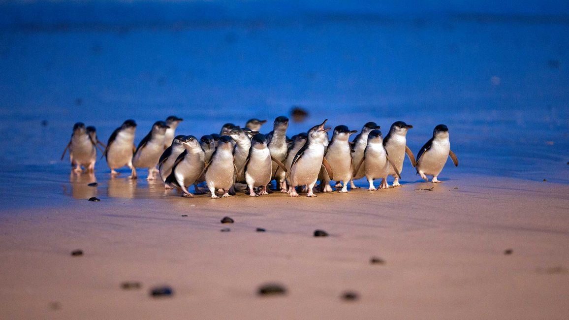 Australia - Victoria - Philip Island - Little Penguins