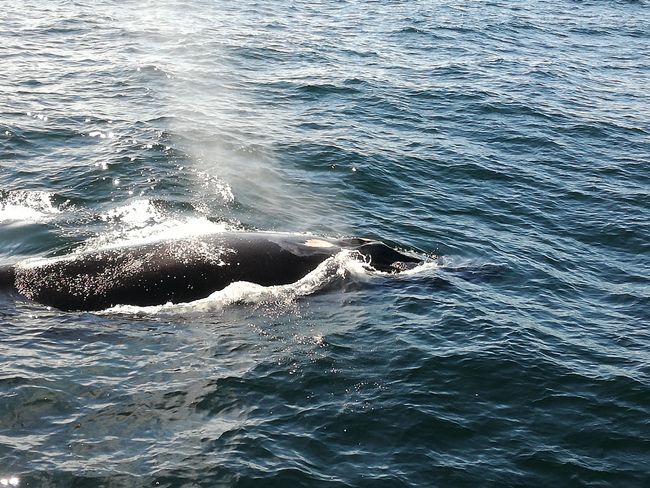 Tag 2: Whale watching in Cape Cod (Provincetown) - Providence - New Haven