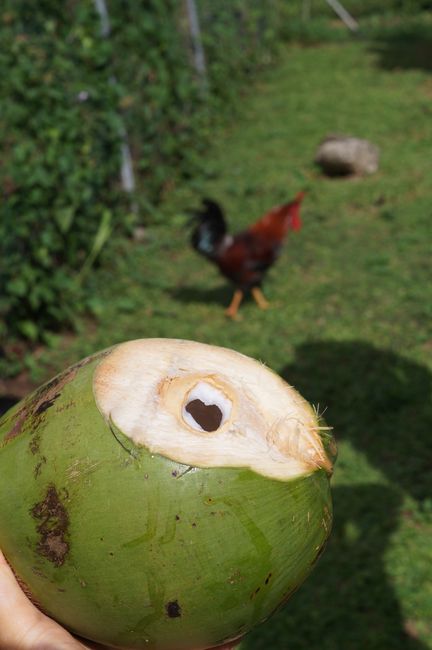 Bei den jungen Kokosnüssen trinkt man den Saft