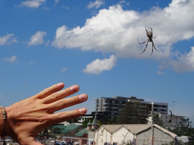 Handtellergroße Spinne