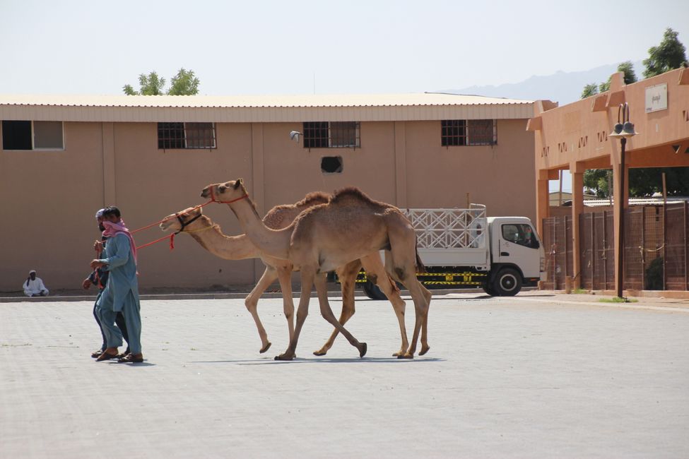 Tag 10 (2015) Al Ain: Kamele, Oase, Fort und Sunset auf dem Jabal Hafeet