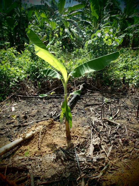 eine unserer selbst gepflanzten Bananen