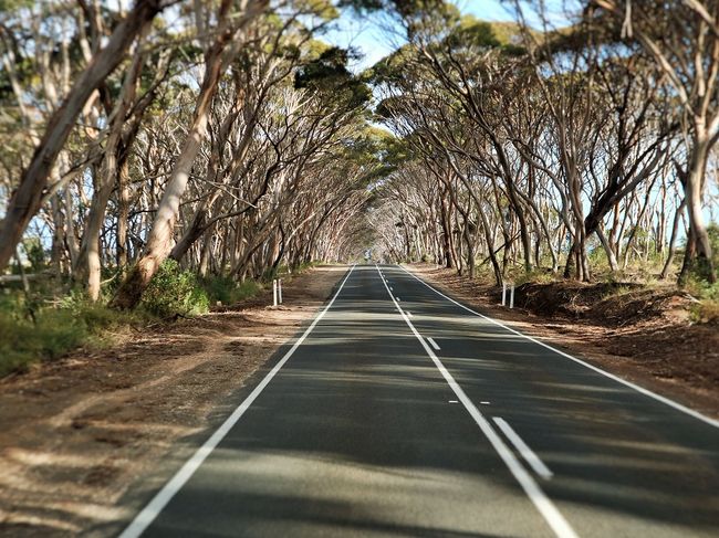 Eukalyptus Allee auch Kangaroo Island