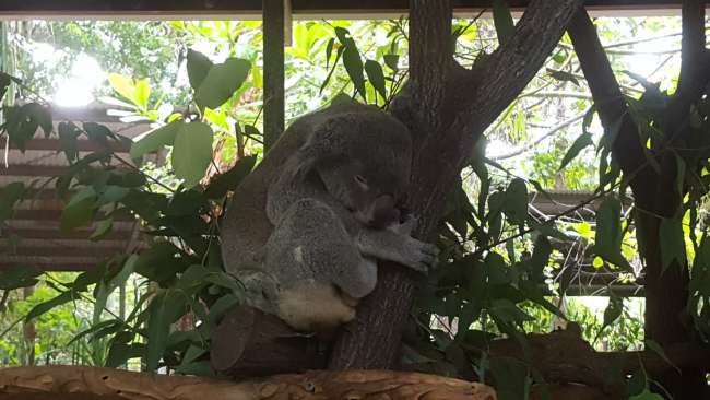 Koala-Kuscheln auf Magnetic Island