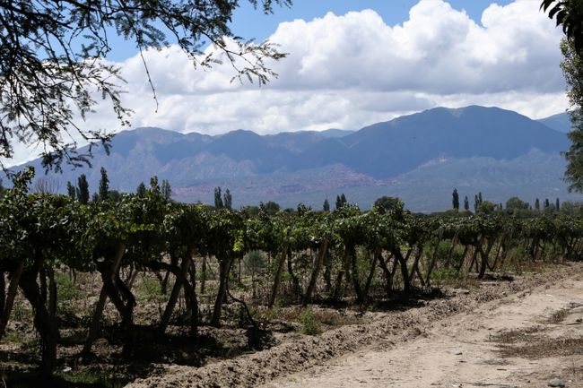 Cafayate is famous for its wine