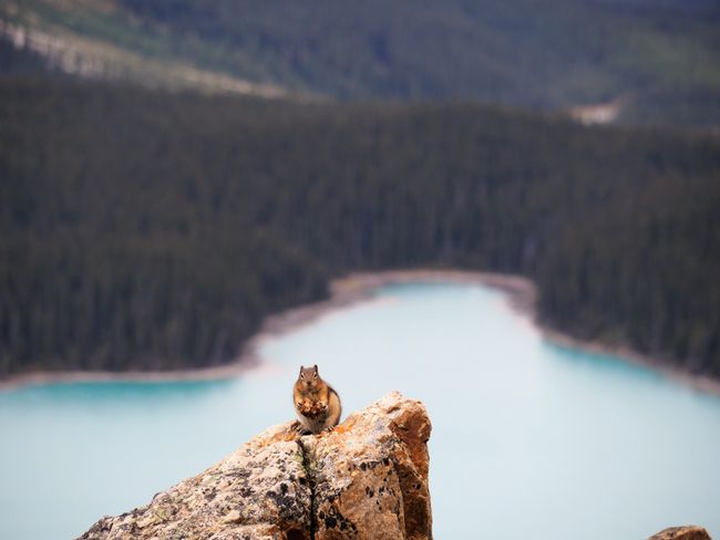 A Chipmunk on a rock 