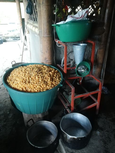 For the production of arepas, the typical corn cakes of Colombia, the corn must first be cooked in water over the fire for four hours and then ground with this machine the next day.