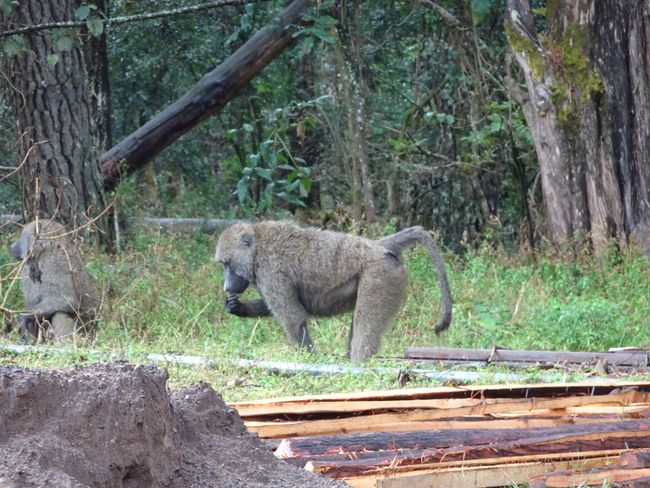 Baboons in Menagesha