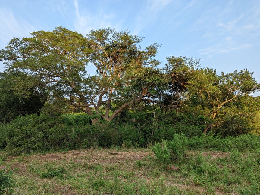 Hluhluwe-Imfolozi-Nationalparks