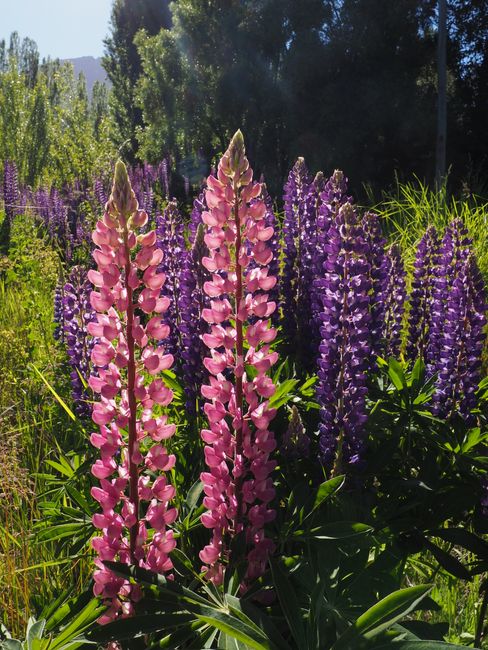 Lupines :)