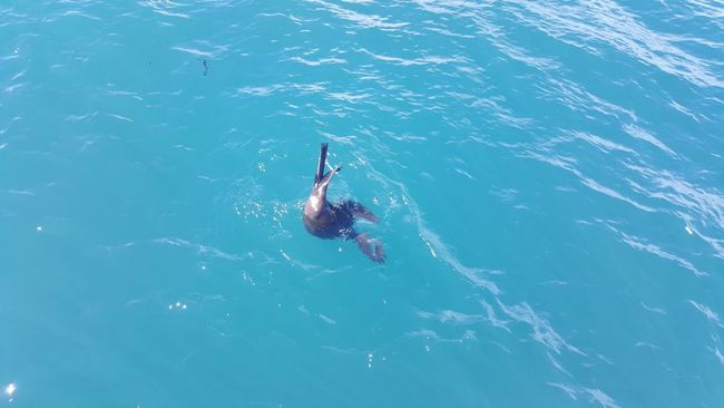 Christchurch - Day 3; Kaikoura - Dolphin swimming
