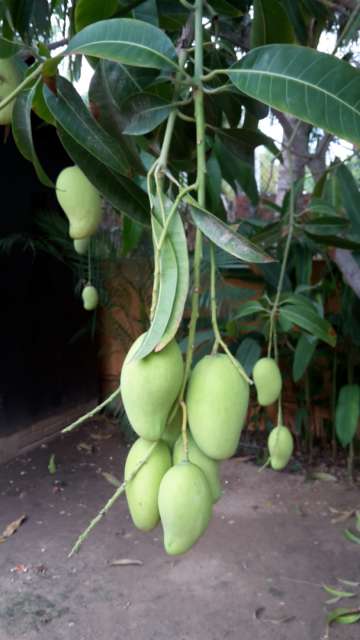 Mangobaum/arbol de mangos