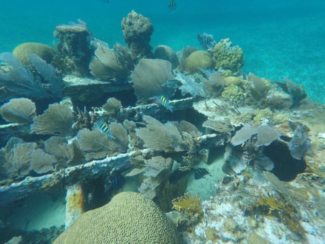 Belize: Caye Caulker