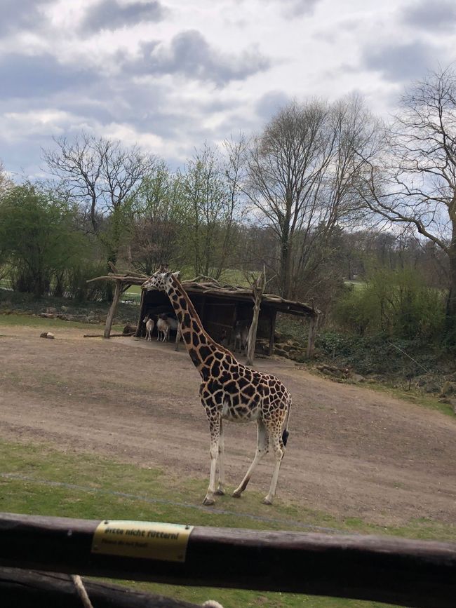 Watching giraffes while having coffee