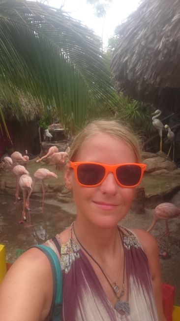 Flamingos 
