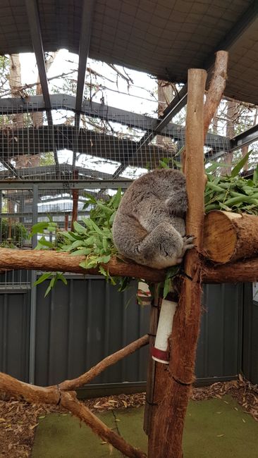 Patient im Koala Hospital